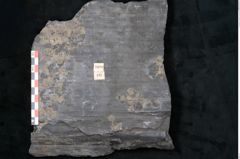 Foto (Detailansicht) von Sigillaria reniformis Brongniart (NHMW-GEO-2024-0188-11083)